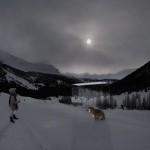 Photo de loup Alastair Magnaldo art photographique