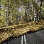 Autumn Fall Alastair Magnaldo Photographie d'art