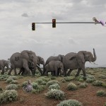 Elephant Crossing, 200 x 136 cm.